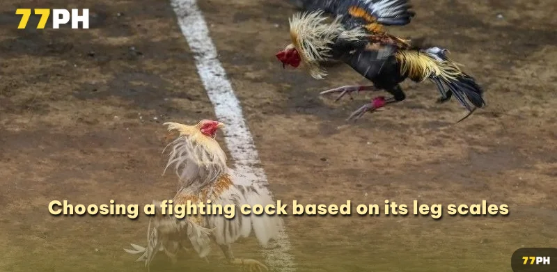 Choosing a fighting cock based on its leg scales