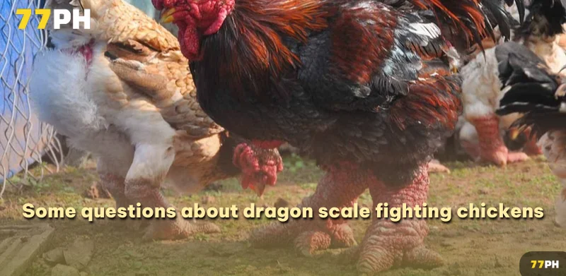 Some questions about dragon scale fighting chickens