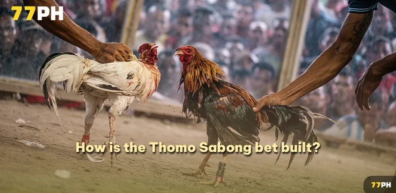 How is the Thomo Sabong bet built?