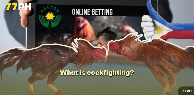 What is cockfighting?