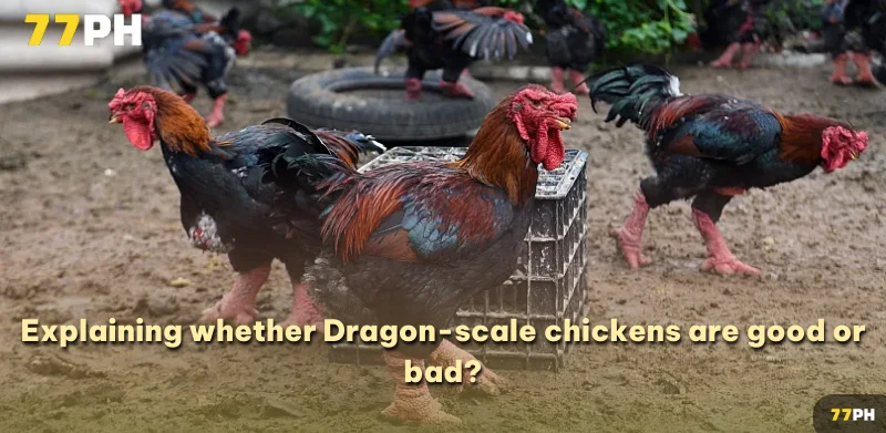 Explaining whether Dragon-scale chickens are good or bad?