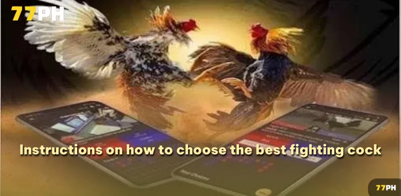 Instructions on how to choose the best fighting cock