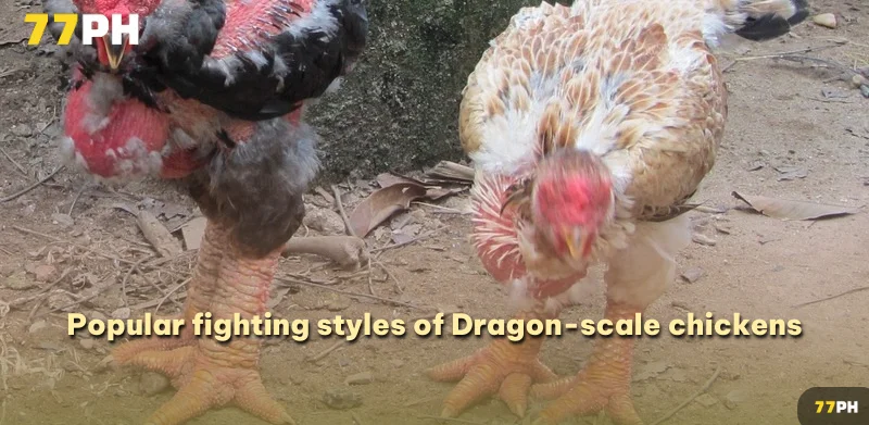 Popular fighting styles of Dragon-scale chickens