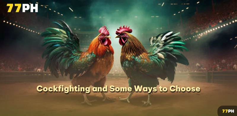 Cockfighting and Some Ways to Choose