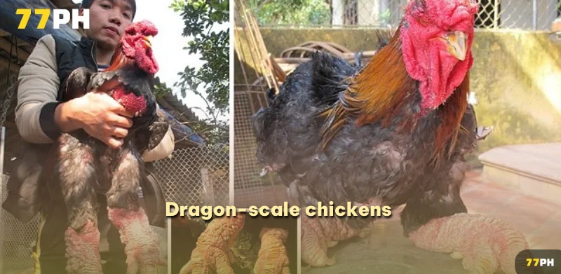 Dragon-scale chickens